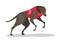 Running purebred dog in coursing dress. Dog racing concept.