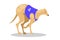 Running purebred dog in coursing dress. Dog racing concept.