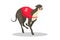 Running purebred dog in coursing dress. Dog racing concept.