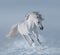 Running purebred white stallion on snow