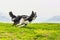 Running quick and elegant dog border collie