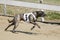 Running racing greyhound dog on racing track