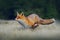 Running red fox. Running Red Fox, Vulpes vulpes, at green forest. Wildlife scene from Europe. Orange fur coat animal in the nature