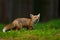 Running Red Fox, Vulpes vulpes, at green forest