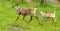 Running reindeers Rangifer tarandus in Finnish Lapland