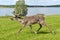 Running Reindeers Rangifer tarandus on green meadow. Finland