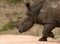 Running Rhino