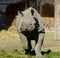 Running Rhino