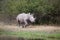 A running rhino in kruger national park