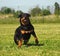 Running Rottweiler