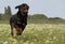 Running rottweiler