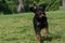 Running Rottweiler dog with ball playing on green grass. Selective focus