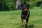 Running Rottweiler dog with ball playing on green grass. Selective focus