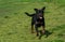 Running Rottweiler dog playing on green grass. Selective focus