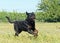 Running rottweiler in field