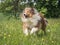 Running rough collie