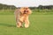 Running Ruby Cavalier King Charles Spaniel