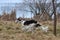 Running russian borzoi dog