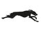 Running Saluki sighthound silhouette
