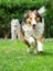 Running Sheltie