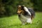 Running sheltie dog in a meadow