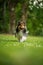 Running sheltie dog in a meadow