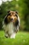 Running sheltie dog in a meadow