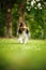 Running sheltie dog in a meadow