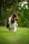 Running sheltie dog in a meadow