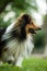 Running sheltie dog in a meadow