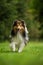 Running sheltie dog in a meadow