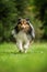 Running sheltie dog in a meadow