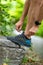 Running shoes sports smartwatch man tying shoe laces. Male fitness runner getting ready to jog in spring autumn jogging outdoor