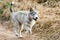 Running Siberian Husky dog puppy on leash on autumn dry land, funny blue eyed Husky dog walking