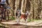 Running Siberian Husky sled dog in harness pulling scooter on autumn forest dry land scootering