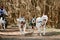 Running Siberian Husky sled dogs on autumn forest dry land, three Husky dogs outdoor mushing