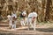 Running Siberian Husky sled dogs on autumn forest dry land, three Husky dogs outdoor mushing