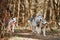 Running Siberian Husky sled dogs on autumn forest dry land, three Husky dogs outdoor mushing