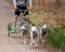 Running Siberian Husky sled dogs in harnesses in the autumn forest.