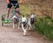 Running Siberian Husky sled dogs in harnesses in the autumn forest.