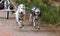 Running Siberian Husky sled dogs in harnesses in the autumn forest.