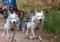 Running Siberian Husky sled dogs in harnesses in the autumn forest.