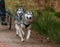 Running Siberian Husky sled dogs in harnesses in the autumn forest.