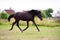 Running speedily black colt against stable.  sportive russian breed. cloudy evening