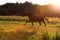 Running speedily black colt in evening field.  sportive russian breed