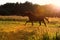 Running speedily black colt in evening field.  sportive russian breed