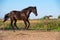 Running speedily black colt in paddock.  sportive russian breed