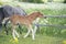Running speedly  chestnut foal in  paddock. cloudy day