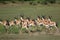 Running springbok antelopes