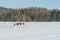 Running staffordshire bull terrier